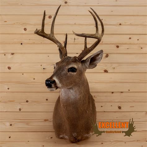 Excellent 8 Point Whitetail Buck Deer Taxidermy Shoulder Mount Sw10862