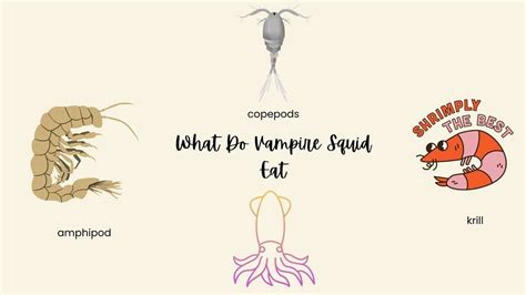 What Do Vampire Squid Eat