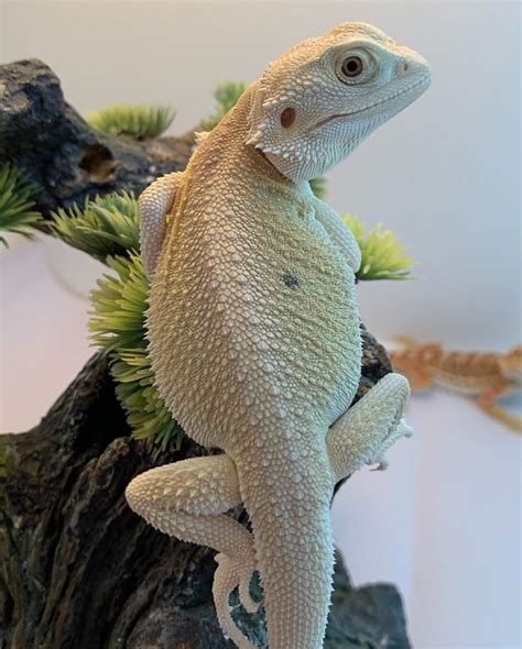 11 Types Of Bearded Dragon Morphs