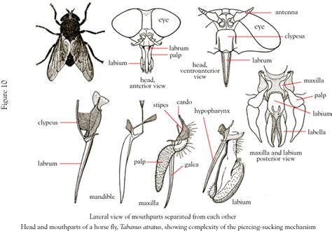 Types Of Mouth Parts Arthropods Types Of Insects Animal Science