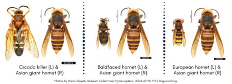 Cicada killer wasps belong to the family crabronidae latreille, 1802; It's big, but it's not a murder hornet: How to identify large wasps: University of Illinois ...