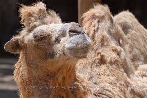 There are other differences between dromedary and bactrian camels besides the number of humps they have. CHEWING FOOD WEIGHT LOSS : CHEWING FOOD - 7 WAYS TO LOSE ...