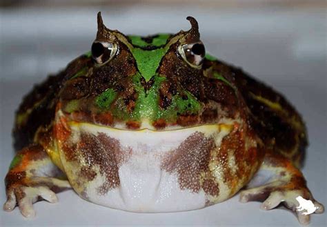10 Of The Most Bizarre Frogs Youll Ever See