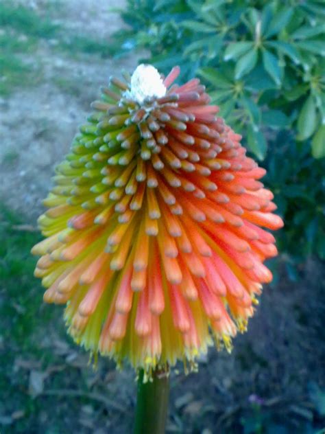 Las hojas están finamente divididas; fotos de flores raras y bonitas