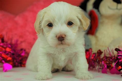 If you need a reputable havanese breeder, you've come to the right website. Royal Flush Havanese | Havanese puppies for sale, Puppies ...