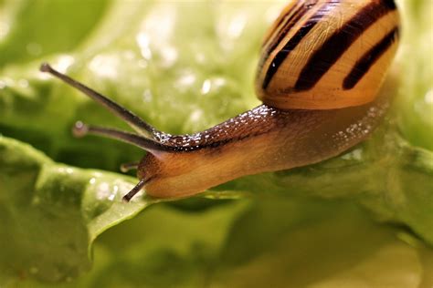 Snail Animal Nature Free Photo On Pixabay