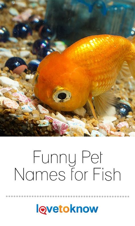 Funny Pet Names For Fish Lovetoknow Pet Fish Pet Names Goldfish Names