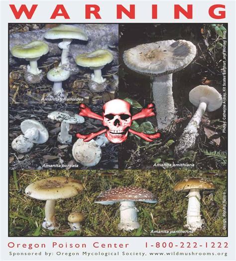 Mushroom Poisonings Cascade Mycological Society