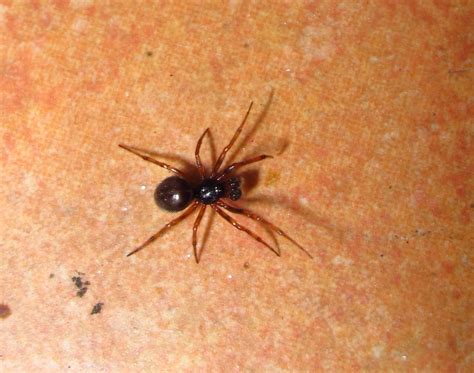 Bugblog Are Male False Widow Spiders Ant Mimics