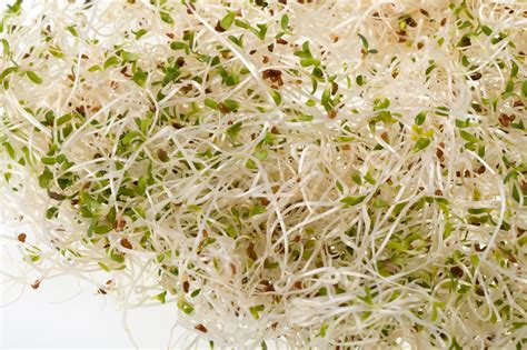 How To Store Alfalfa Sprouts Alfalfa Sprouts