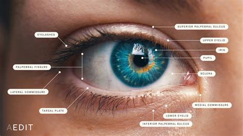 External Eye Anatomy