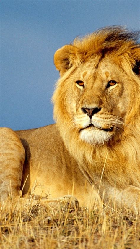 Wallpaper Lion Savanna 4k Animals 14877