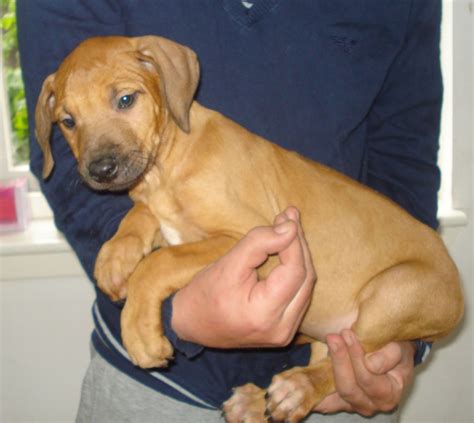 At koda we strive to raise the healthiest, best looking ridgebacks we can, and adhere to the breed standard of the rhodesian ridgeback club of the united states. Ridgeback Puppies for sale - Motherwell, Scotland ...