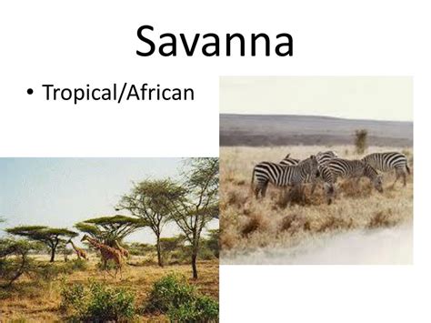 Ppt Savanna Biome Powerpoint Presentation Free Download Id2371580