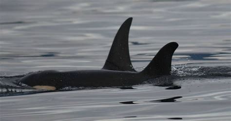 Young Killer Whale Passes Away Near The Juan De Fuca Strait
