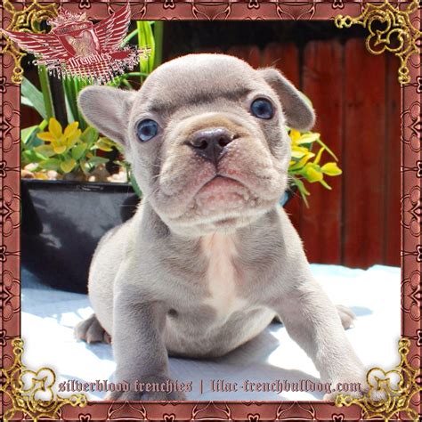 Will supply a crate and bed and puppy dishes, food, collar and lead, puppy pads and toys. Gallery | Silverblood Frenchies Blue French Bulldog ...