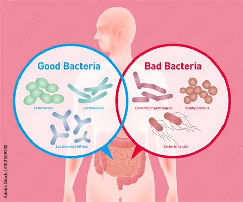 Good Bacteria And Bad Bacteria Enteric Bacteria Intestinal Flora Gut