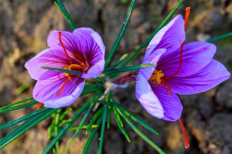 Saffron Flower Bloomed Ready For Harvest Top View Stock Photo