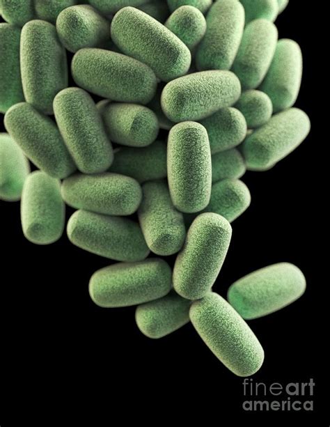 Clostridium Perfringens Bacteria Photograph By Cdc Science Photo