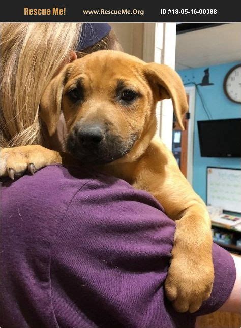 See more ideas about lab puppies, puppies, black lab puppies. "Lab for adoption in Cleveland, Tennessee." - ♥ RESCUE ME ...