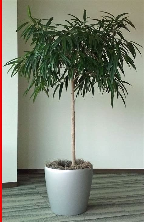Guide to tools for pruning ficus trees and houseplants. This indoor plant is a Ficus Alii Standard. It is related ...