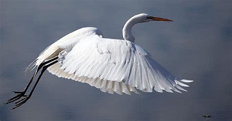 10 อันดับนกสีขาวที่สุดในโลก