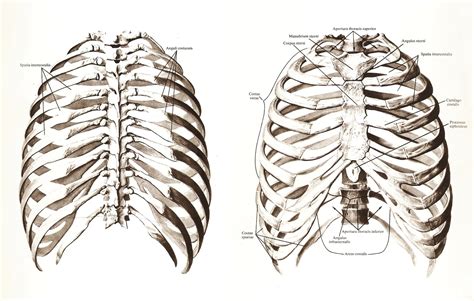 Thoracic Cage Atlas Of Human Anatomy Rd Sinelnikov Thoracic Cage