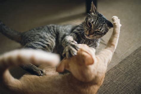 Reasons For Aggression Between Cats And How To Stop It
