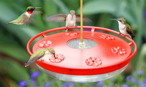 Top 20 Best Hummingbird Feeders Reviewed And Rated In 2023