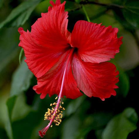 Hibiscus Red Flowering Plants Exotic Flora