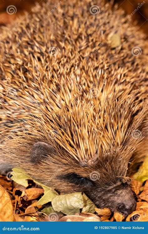 Hedgehog On Leaves Closeup Royalty Free Stock Photography