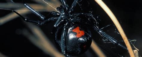 Black Widow Spider Markings