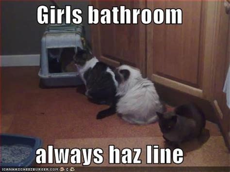Funny Cats Litter Box Dump A Day