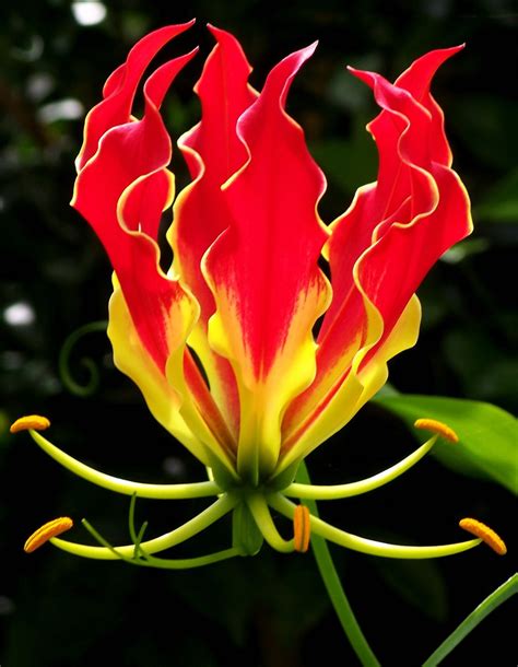 Unique Beautiful Flower Names Enchanting And Exotic Flower Names With