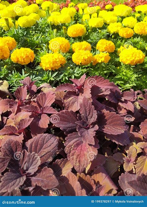 Coleus Marigold In Landscape Design Autumn Plants Decorating The