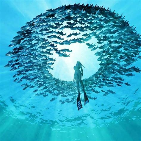 Amazing Underwater World Underwater Underwater Photography