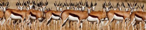 Trophy Springbok Hunting In South Africa Big Game Hunting Adventures