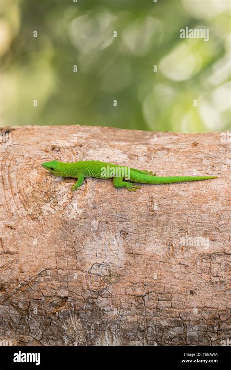 Phelsuma Madagascariensis Is A Species Of Day Gecko Madagascar Stock