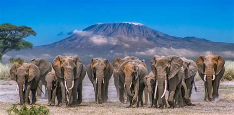 What Are The Big Five Animals African Big 5 Animals Kenya Safaris