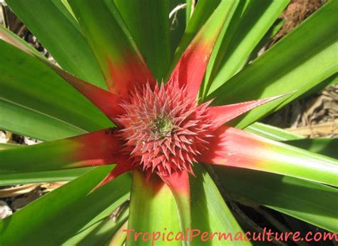 Pineapple Growing Propagation Planting And Care