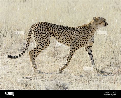 Female Cheetah Acinonyx Jubatus Kgalagadi Transfrontier National