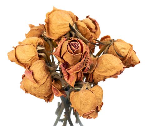 Dry Roses Stock Photo Image Of Dead Yellow Bouquet 34116876