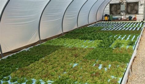 Economic Impact Of A New Greenhouse In Alabama Alabama Cooperative