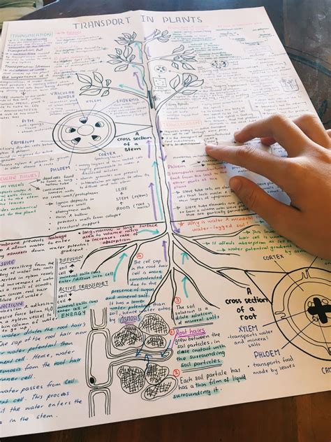 Sproutstudy Biology Notes Science Notes Study Inspiration