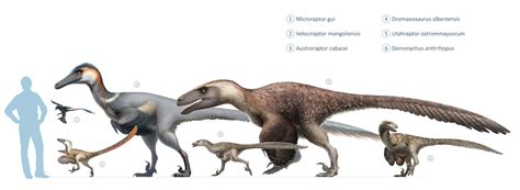 Artstation Raptor Squad Size Chart Wikipedia