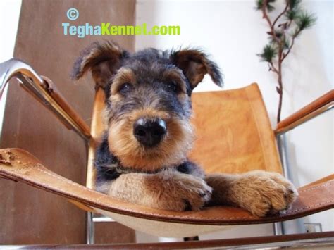 Advice from breed experts to make a safe choice. Airedale Terrier puppies for sale - Puppies for Sale, Dogs ...