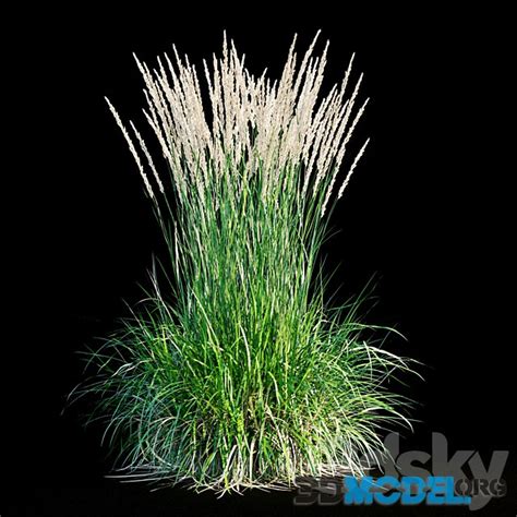 3d Model Feather Reed Grass For Landscape