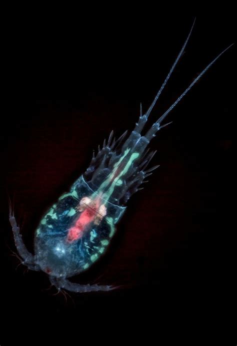 Copepod Microbiology Microscopic Photo