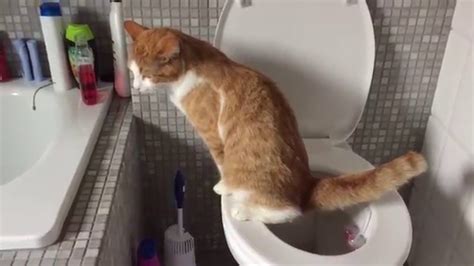 Swakke The Cat Uses The Toilet Youtube