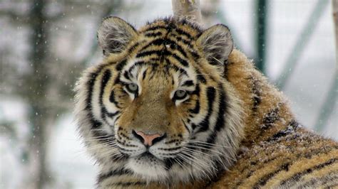 Amur Tiger Zoo Sauvage De Saint Félicien